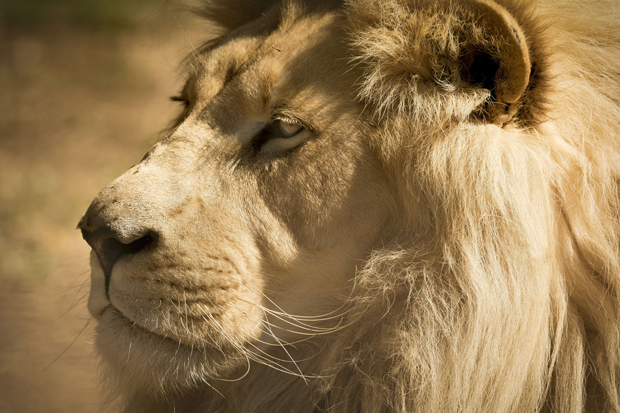 lion blanc